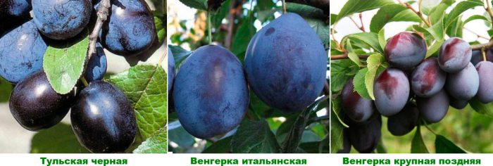 Рисунок - Слива