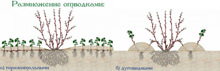 Рисунок - Смородина