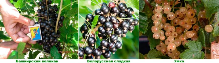 Рисунок - Смородина