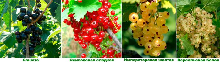 Рисунок - Смородина