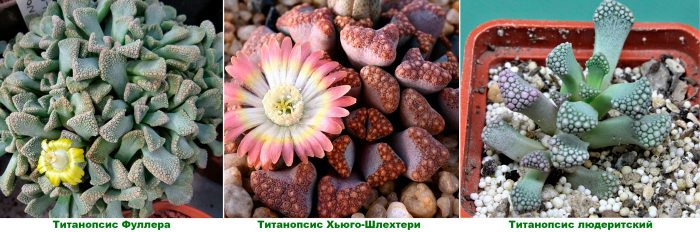 Рисунок - Титанопсис