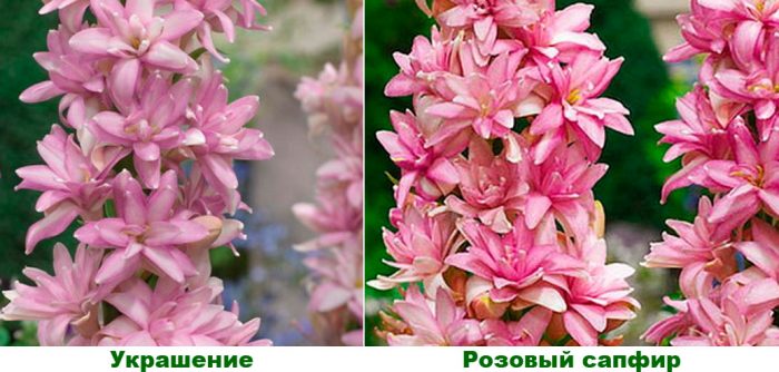 Рисунок - Тубероза (полиантес)