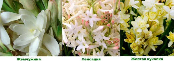 Рисунок - Тубероза (полиантес)
