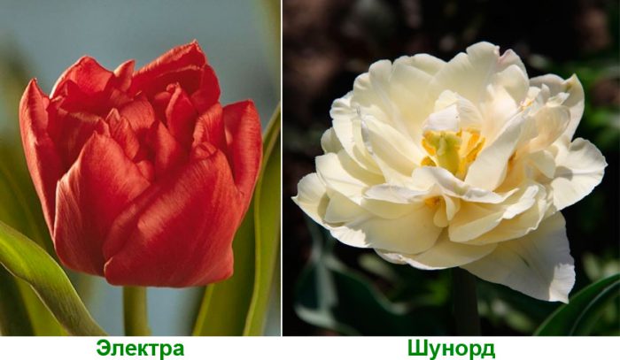 Рисунок - Тюльпаны Виды тюльпанов Ранние махровые