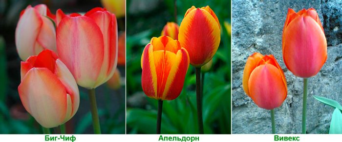 Виды тюльпанов