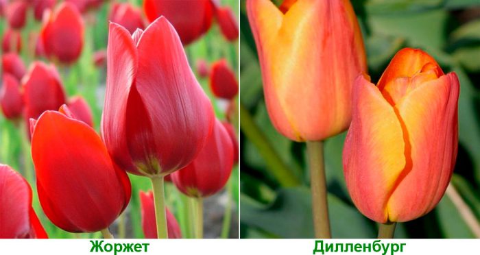 Виды тюльпанов Поздноцветущие