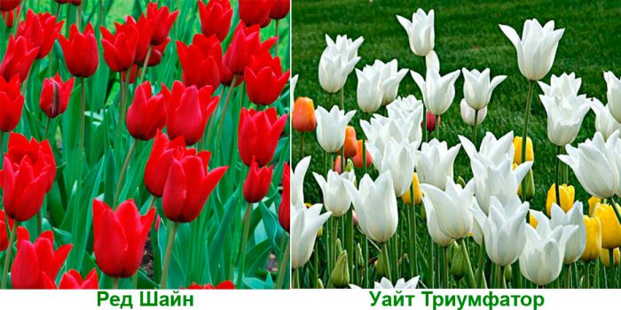 Виды тюльпанов Лилиецветные