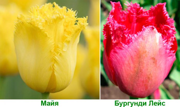 Бахромчатые