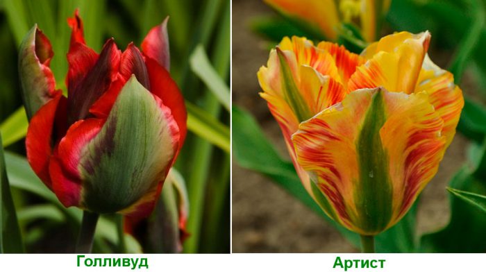 Зеленоцветные