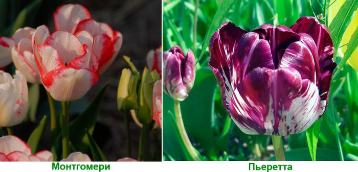 Рембрандта