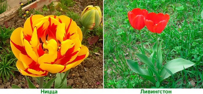 Поздние махровые