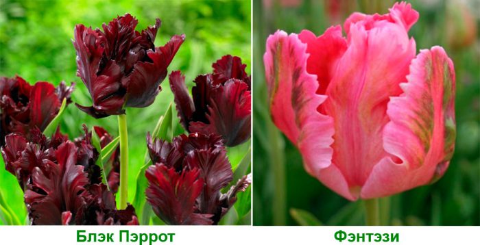 Рисунок - Тюльпаны