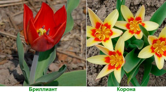 Рисунок - Тюльпаны