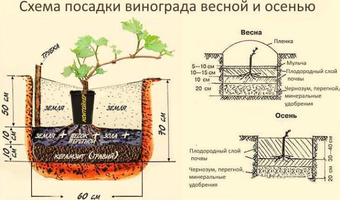Рисунок - Виноград