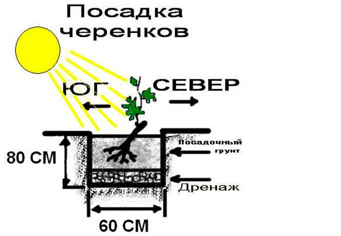 Рисунок - Виноград