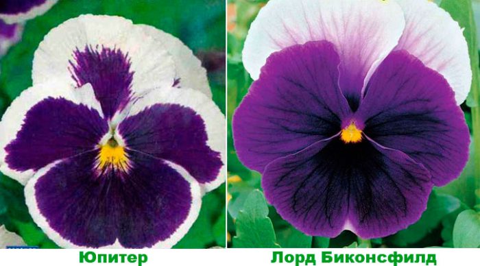 Рисунок - Виола