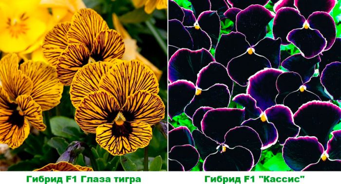 Рисунок - Виола