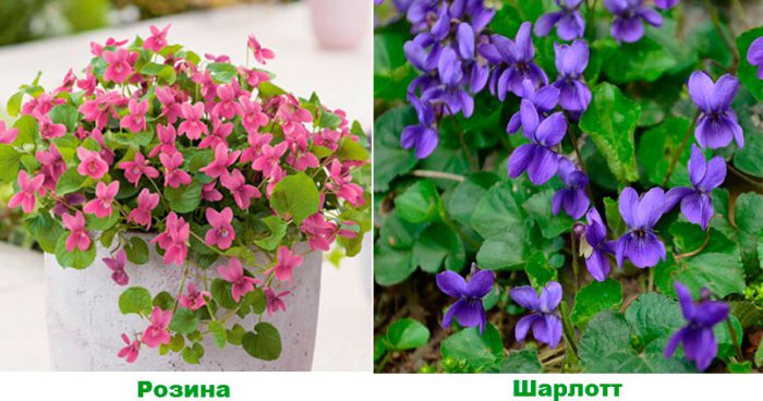 Рисунок - Виола