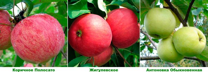Рисунок - Яблоня