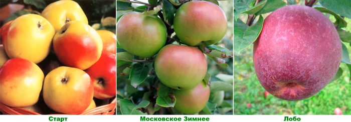 Рисунок - Яблоня