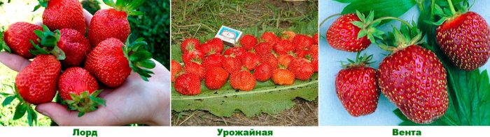 Рисунок - Земляника