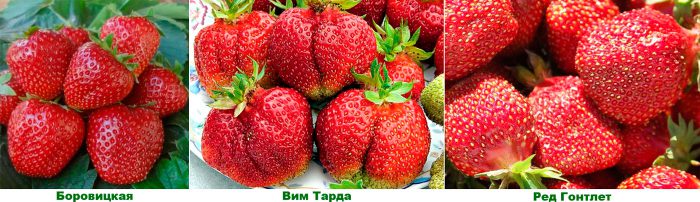 Рисунок - Земляника