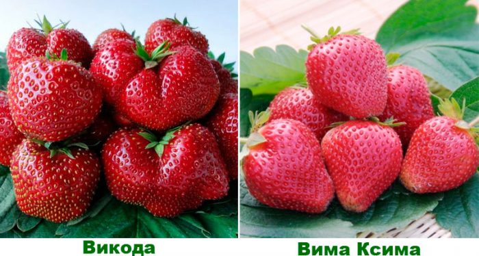 Рисунок - Земляника
