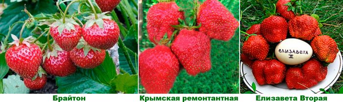Рисунок - Земляника